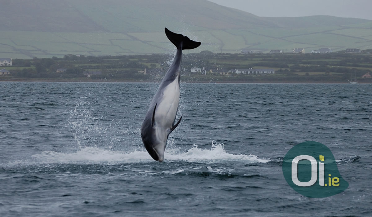 Who is Fungie, the dolphin who has lived alone for decades in western Ireland